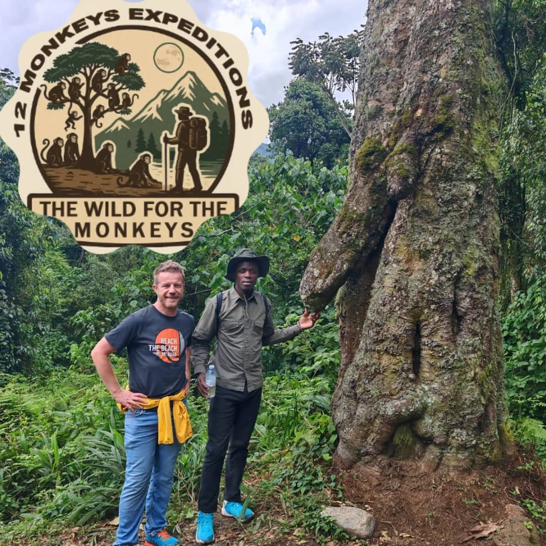 12 Monkeys Tours & Safaris in Uganda — gorilla trekking, Rwenzori treks and safaris, photo 1