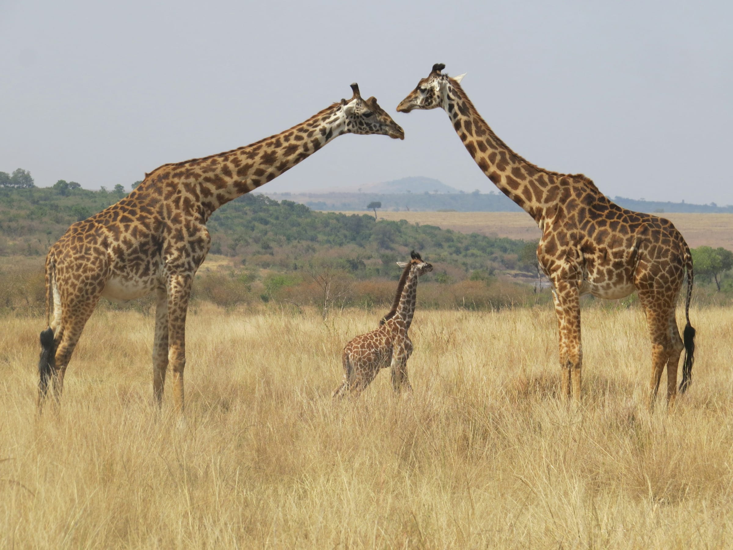 Uganda, Kenya or Tanzania: Which Safari Is Right for You?