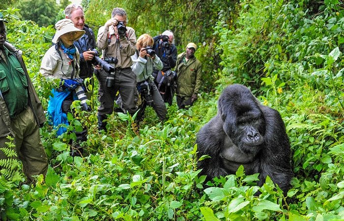 4 Days Bwindi Gorilla Trekking — Uganda moderate tour with 12 Monkeys
